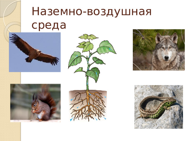 Наземно-воздушная среда 