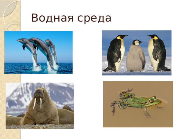 Водная среда 