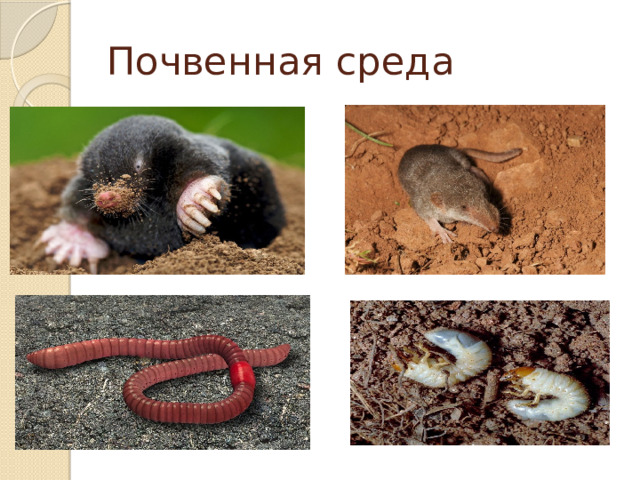 Почвенная среда 