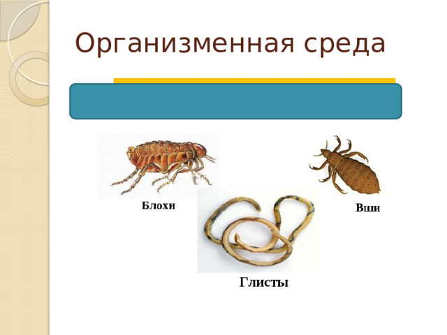 Организменная среда 