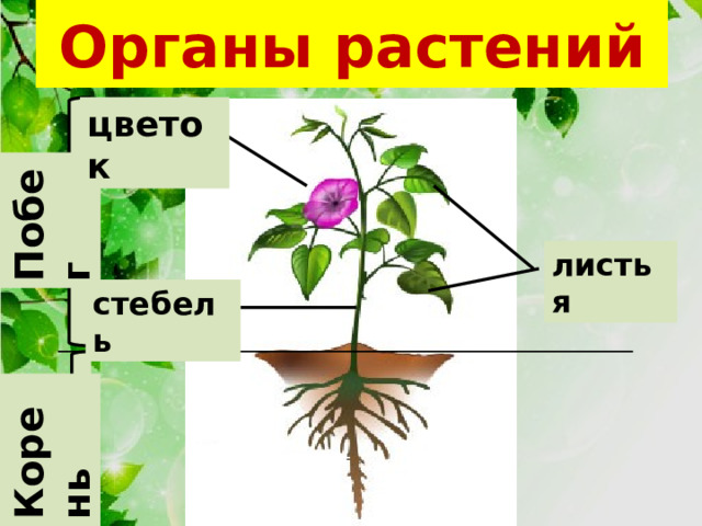 Органы растений Побег Корень цветок листья стебель 