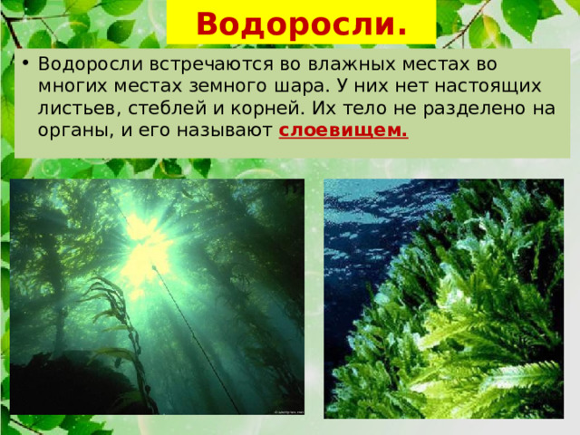 Водоросли. Водоросли встречаются во влажных местах во многих местах земного шара. У них нет настоящих листьев, стеблей и корней. Их тело не разделено на органы, и его называют слоевищем. 