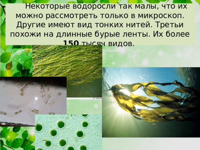   Некоторые водоросли так малы, что их можно рассмотреть только в микроскоп. Другие имеют вид тонких нитей. Третьи похожи на длинные бурые ленты. Их более 150 тысяч видов. 