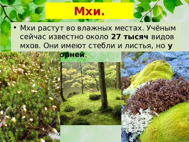 Мхи. Мхи растут во влажных местах. Учёным сейчас известно около 27 тысяч видов мхов. Они имеют стебли и листья, но у них нет корней . 