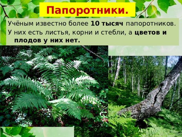 Папоротники. Учёным известно более 10 тысяч папоротников. У них есть листья, корни и стебли, а цветов и плодов у них нет. 