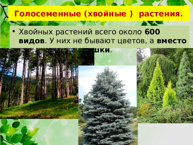 Голосеменные (хвойные ) растения. Хвойных растений всего около 600 видов . У них не бывают цветов, а вместо плодов у них шишки . 