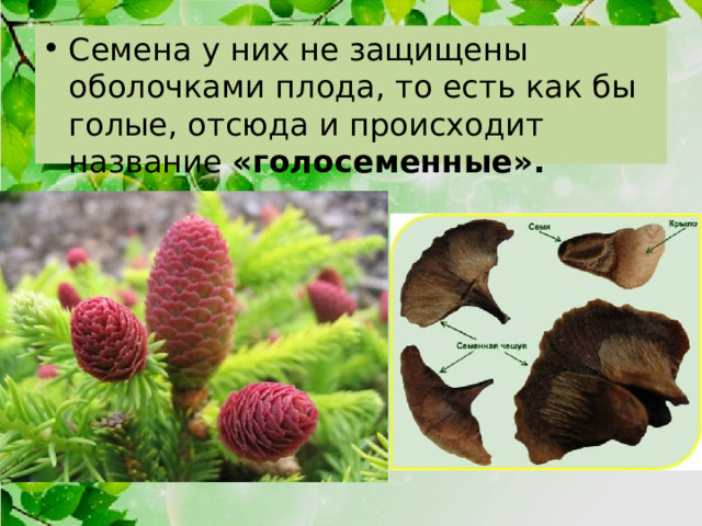 Семена у них не защищены оболочками плода, то есть как бы голые, отсюда и происходит название «голосеменные». 