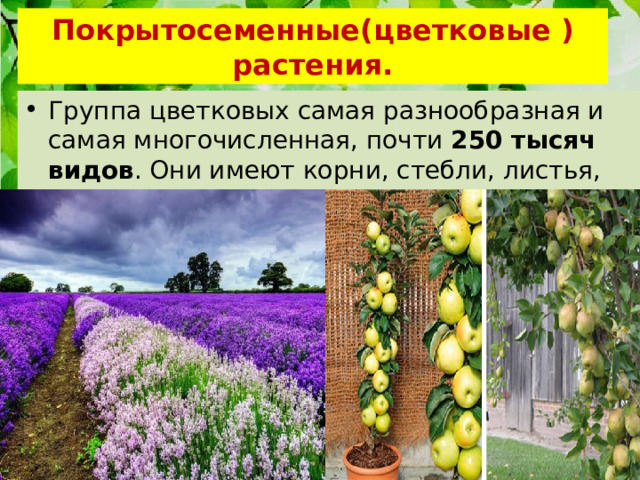 Покрытосеменные(цветковые ) растения. Группа цветковых самая разнообразная и самая многочисленная, почти 250 тысяч видов . Они имеют корни, стебли, листья, цветы и плоды. 