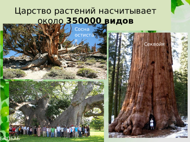 Царство растений насчитывает около 350000 видов Сосна остистая Секвойя БАОБАБ 