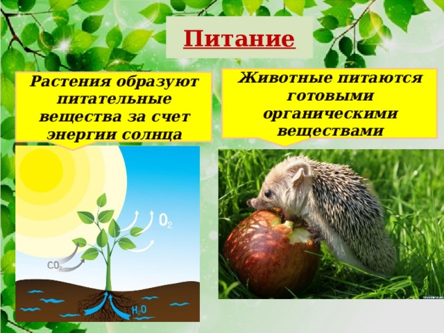 Питание Животные питаются готовыми органическими веществами Растения образуют питательные вещества за счет энергии солнца 