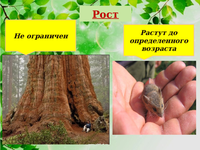 Рост Не ограничен Растут до определенного возраста 