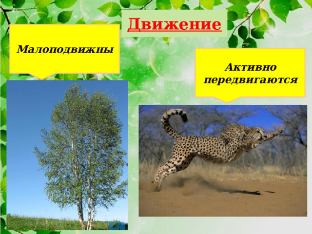Движение Малоподвижны Активно передвигаются 