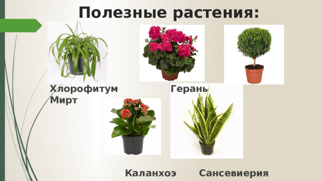  Полезные растения: Хлорофитум Герань Мирт      Каланхоэ Сансевиерия 