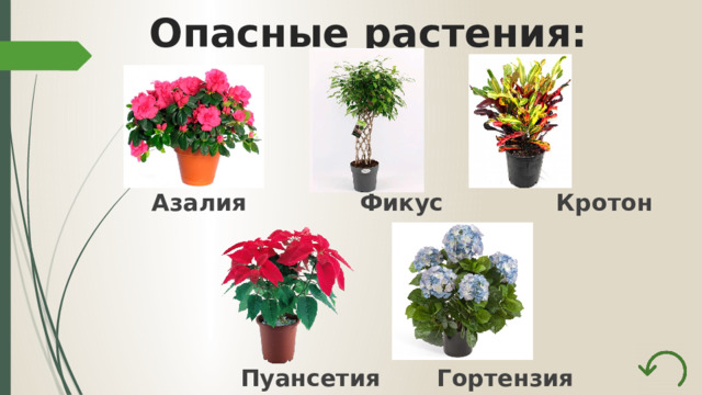  Опасные растения: Азалия Фикус Кротон      Пуансетия Гортензия   