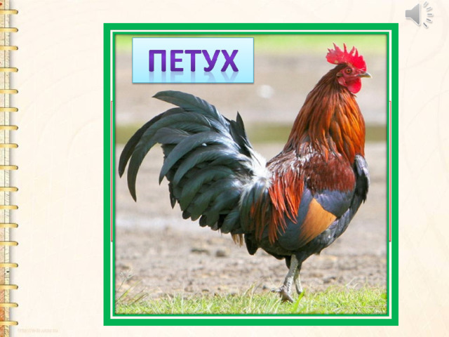 Хвост с узорами, Сапоги со шпорами,  Песни распевает, Время считает. 