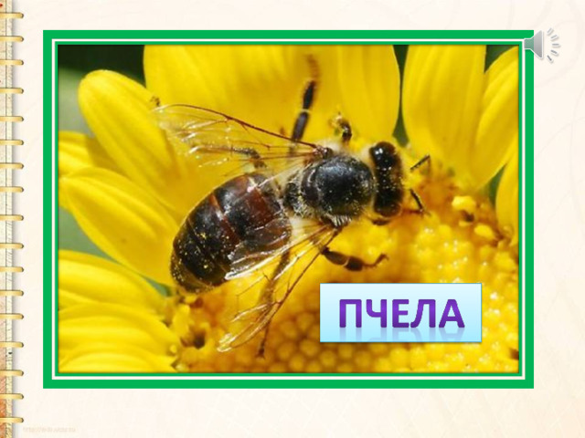 Домовитая хозяйка  Пролетает над лужайкой,  Похлопочет над цветком -  Он поделится медком. 