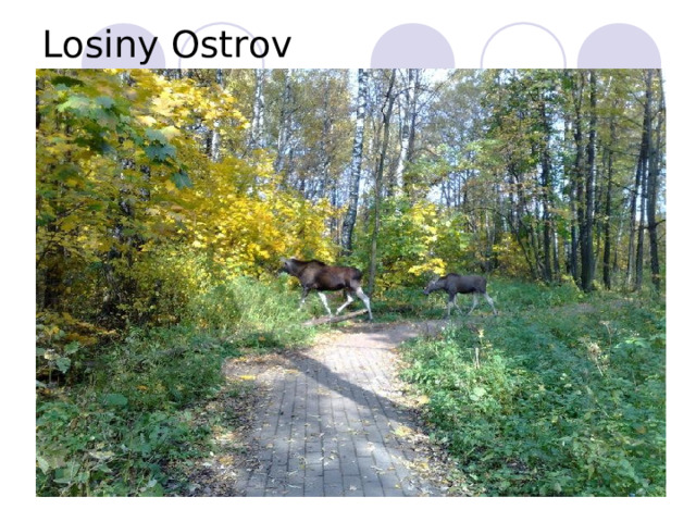 Losiny Ostrov 