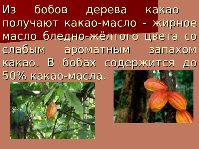 Из бобов дерева какао получают какао-масло - жирное масло бледно-жёлтого цвета со слабым ароматным запахом какао. В бобах содержится до 50% какао-масла. 