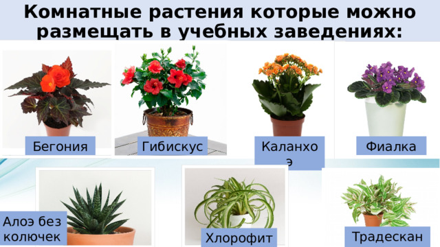 Комнатные растения которые можно размещать в учебных заведениях: Бегония Каланхоэ Фиалка Гибискус Алоэ без колючек Традесканция Хлорофитум 