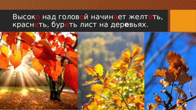 Высок о над голов о й начин а ет желт е ть, красн е ть, бур е ть лист на дер е вьях. 