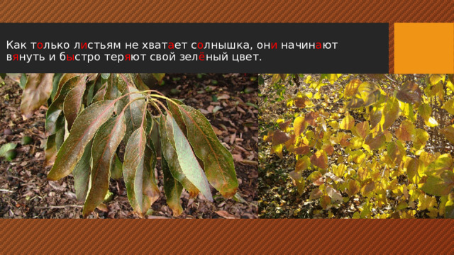 Как т о лько л и стьям не хват а ет с о лнышка, он и начин а ют в я нуть и б ы стро тер я ют свой зел ё ный цвет.   