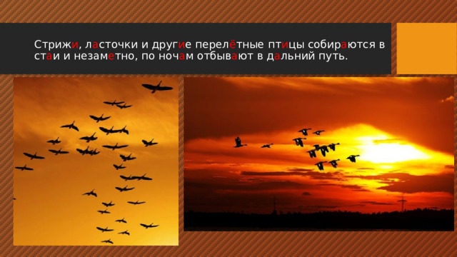 Стриж и , л а сточки и друг и е перел ё тные  пт и цы собир а ются в ст а и и незам е тно, по ноч а м отбыв а ют в д а льний путь.   