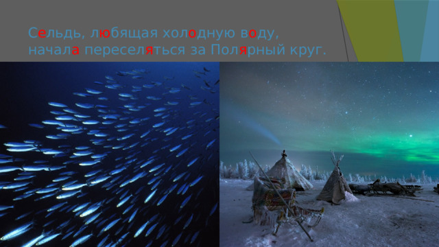 С е льдь, л ю бящая хол о дную в о ду, начал а пересел я ться за Пол я рный круг. 