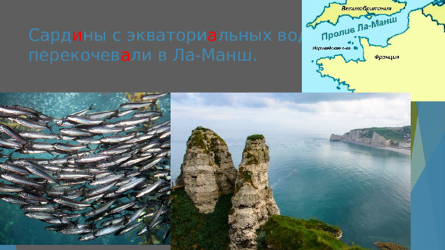 Сард и ны с экватори а льных вод перекочев а ли в Ла-Манш. 