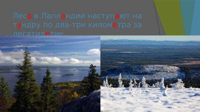 Лес а в Лапл а ндии наступ а ют на т у ндру по два-три килом е тра за десятил е тие. 