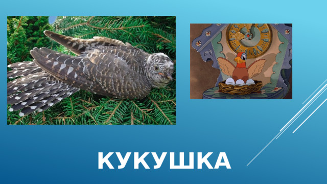 кукушка 