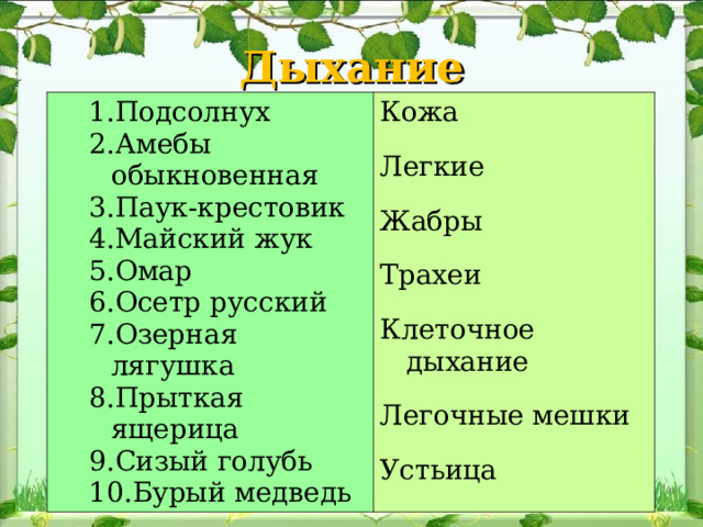 Дыхание Подсолнух Амебы обыкновенная Паук-крестовик Майский жук Омар Осетр русский Озерная лягушка Прыткая ящерица Сизый голубь Бурый медведь Подсолнух Амебы обыкновенная Паук-крестовик Майский жук Омар Осетр русский Озерная лягушка Прыткая ящерица Сизый голубь Бурый медведь Кожа Легкие Жабры Трахеи Клеточное дыхание Легочные мешки Устьица 