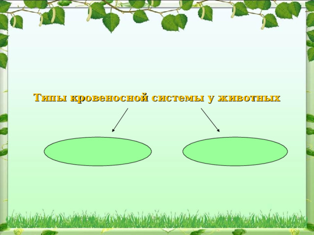 Типы кровеносной системы у животных       