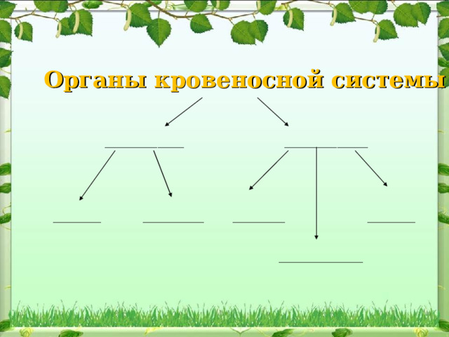 Органы кровеносной системы   __________________    ___________________ ___________  ______________  ____________   ___________ _______________ 