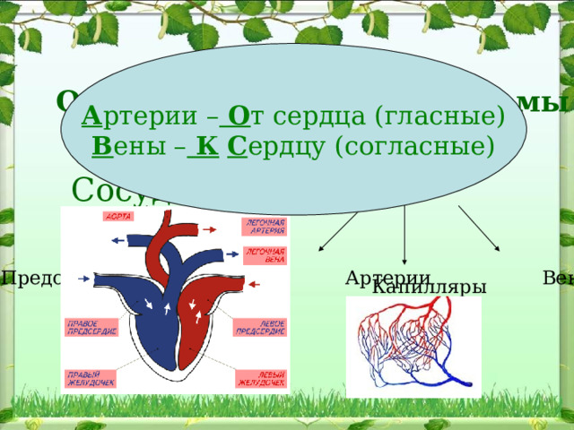 А ртерии – О т сердца (гласные) В ены – К  С ердцу (согласные) Органы кровеносной системы   Сердце    Сосуды Предсердия  Желудочки  Артерии   Вены Капилляры 