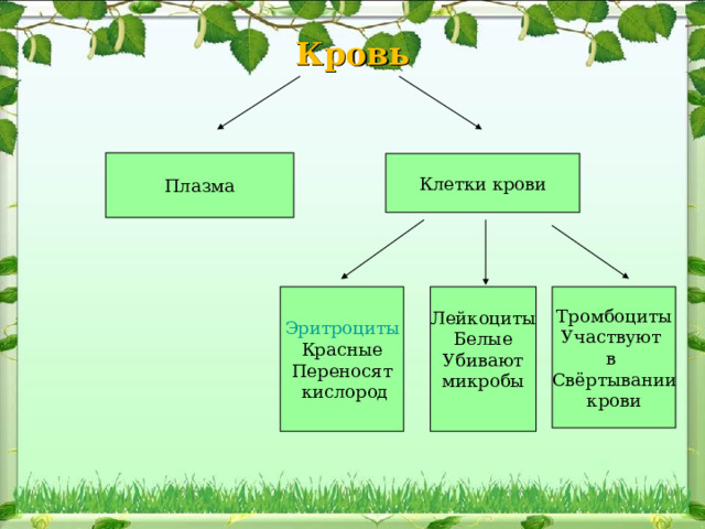 Кровь         Плазма Клетки крови Эритроциты Красные Переносят  кислород Лейкоциты Белые Убивают микробы Тромбоциты Участвуют в Свёртывании крови 
