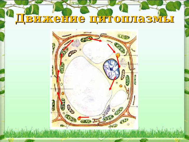 Движение цитоплазмы 
