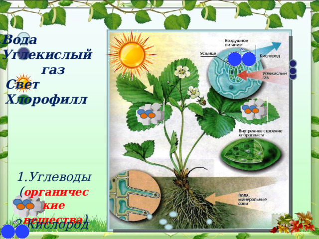 1 .Вода 2. Углекислый  газ 3. Свет 4. Хлорофилл 1.Углеводы ( органические  вещества ) 2.Кислород 