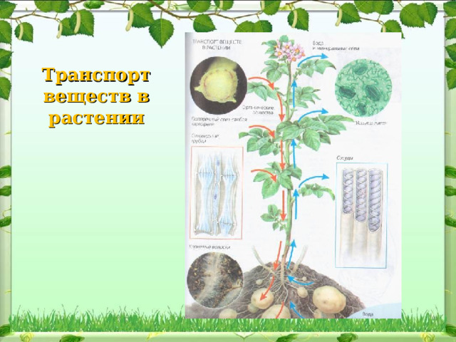 Транспорт веществ в растении 