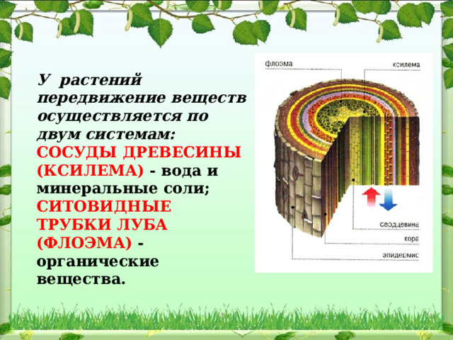 У растений передвижение веществ осуществляется по двум системам: СОСУДЫ ДРЕВЕСИНЫ (КСИЛЕМА) - вода и минеральные соли; СИТОВИДНЫЕ ТРУБКИ ЛУБА (ФЛОЭМА) - органические вещества.  