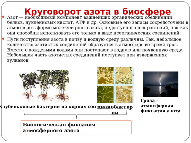 Круговорот азота в биосфере Азот — необходимый компонент важнейших органических соединений: белков, нуклеиновых кислот, АТФ и др. Основные его запасы сосредоточены в атмосфере в форме молекулярного азота, недоступного для растений, так как они способны использовать его только в виде неорганических соединений. Пути поступления азота в почву и водную среду различны. Так, небольшое количество азотистых соединений образуется в атмосфере во время гроз. Вместе с дождевыми водами они поступают в водную или почвенную среду. Небольшая часть азотистых соединений поступает при извержениях вулканов. Гроза – атмосферная фиксация азота Клубеньковые бактерии на корнях сои цианобактерии Биологическая фиксация атмосферного азота 