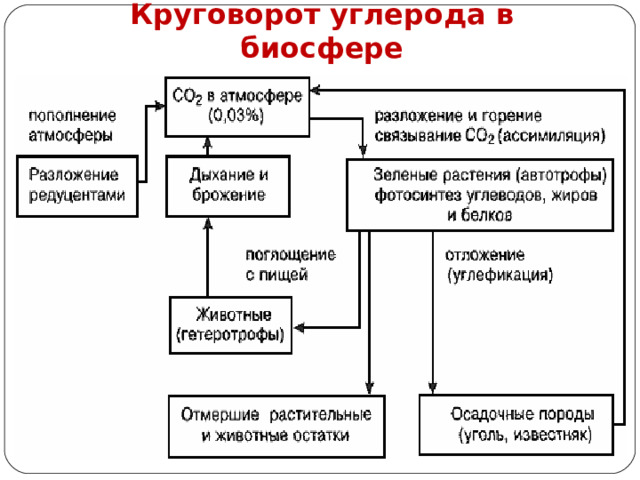 Круговорот углерода в биосфере 