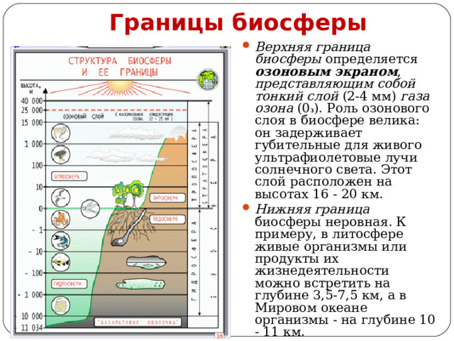 Границы биосферы Верхняя граница биосферы определяется озоновым экраном , представляющим собой  тонкий слой (2-4 мм) газа озона (0 3 ). Роль озонового слоя в биосфере велика: он задерживает губительные для живого ультрафиолетовые лучи солнечного света. Этот слой расположен на высотах 16 - 20 км. Нижняя граница биосферы неровная. К примеру, в литосфере живые организмы или продукты их жизнедеятельности можно встретить на глубине 3,5-7,5 км, а в Мировом океане организмы - на глубине 10 - 11 км. 