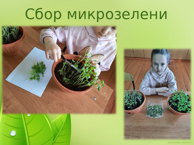 Сбор микрозелени 