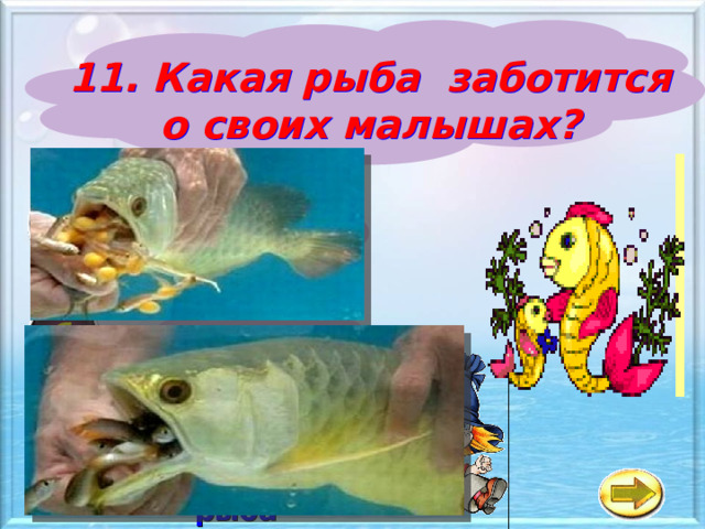 11. Какая рыба заботится о своих малышах? а Морской ангел б Арована Летающая рыба в 