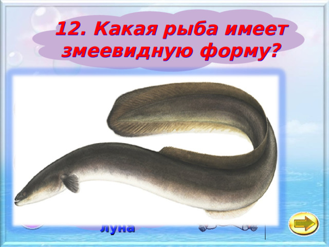 12. Какая рыба имеет змеевидную форму? а Форель б Угорь в Рыба - луна 