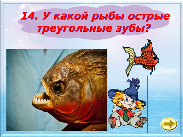 14. У какой рыбы острые треугольные зубы? а Камбала б Пиранья в Белуга 