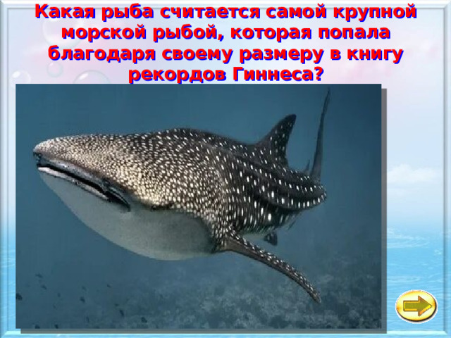Какая рыба считается самой крупной морской рыбой, которая попала благодаря своему размеру в книгу рекордов Гиннеса?   a Китовая акула б Рыба- луна в Рыба-солнце 