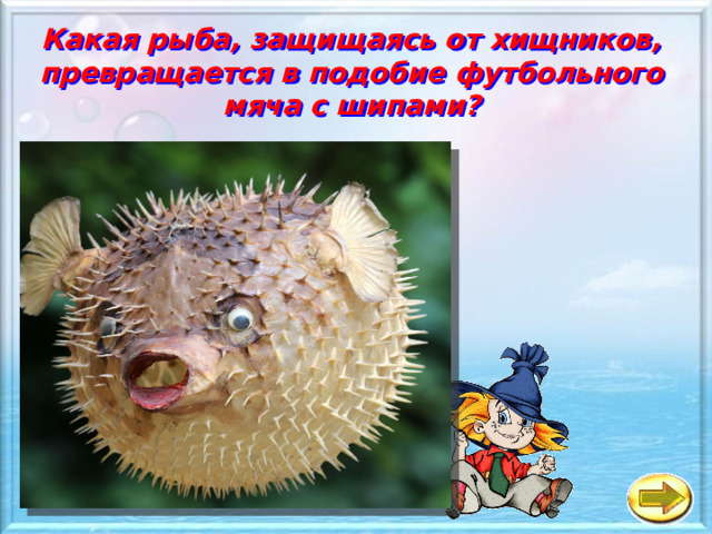 Какая рыба, защищаясь от хищников, превращается в подобие футбольного мяча с шипами?   а Рыба - хамелеон б Рыба - дико б раз в Рыба - меч 