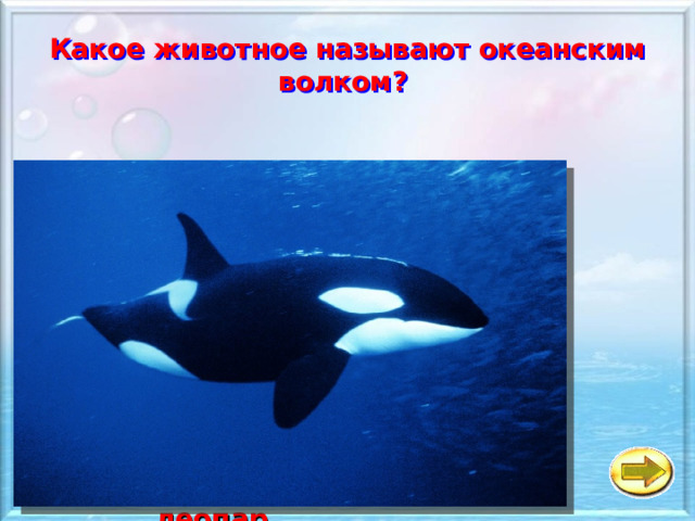 Какое животное называют океанским волком?   a Кит-касатка б Дельфин в Морской леопард 