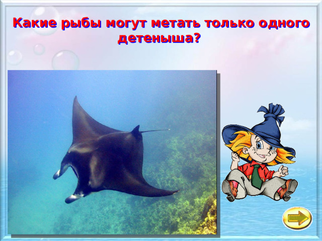 Какие рыбы могут метать только одного детеныша?   a Скат манта б Рыба- пила в Рыба-молот 